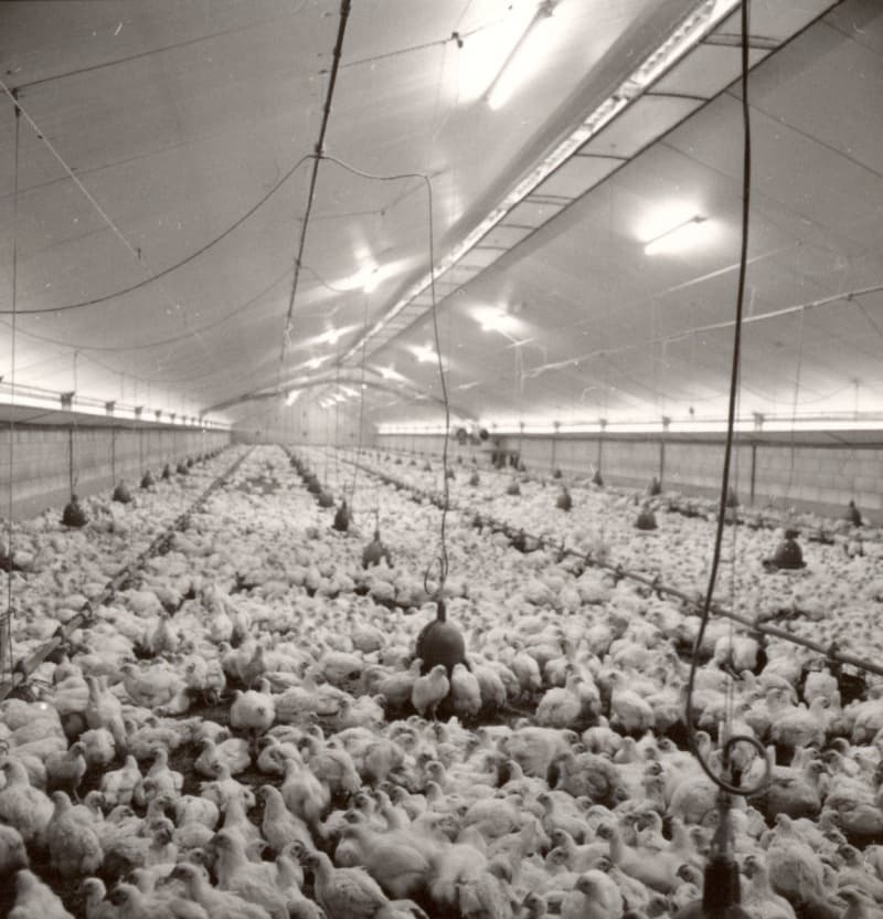 Een industriële kippenkwekerij, circa 1970
