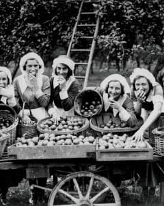 Vrouwen plukken appelen in 1936